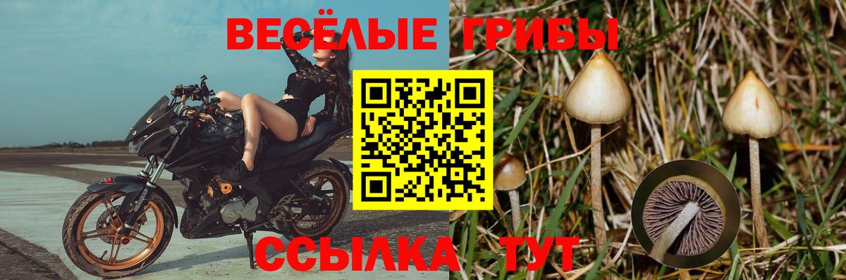 Галлюциногенные грибы MAGIC MUSHROOMS  Вход с VPN  Чита 